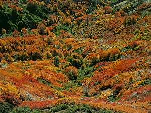 Argentine - Province de Neuquen